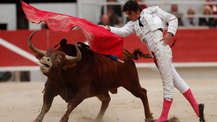 matador in a bull fight matador in a bull fight
