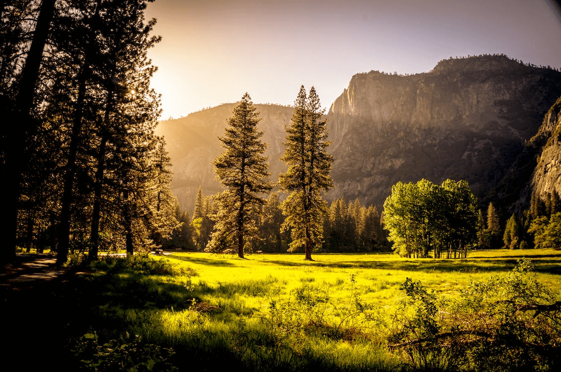 Types of Foliage