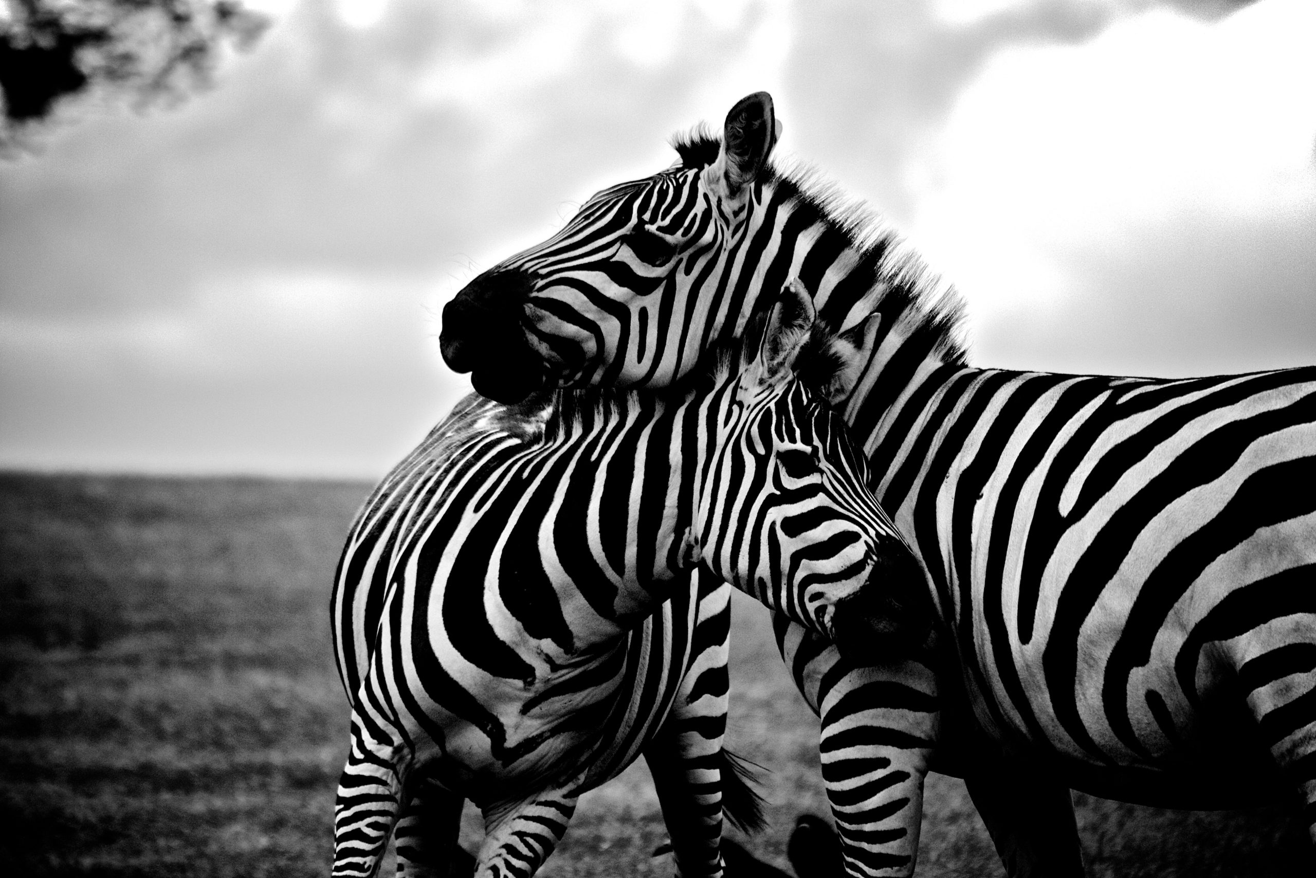 10 Striking Examples Of Black And White Design For Your Inspiration