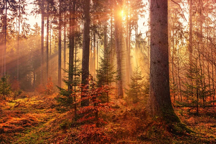 orange-color-harmony-example orange-color-harmony-example