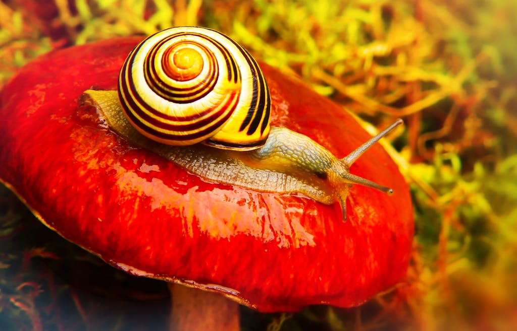 snail-golden-spiral-graphic-design
